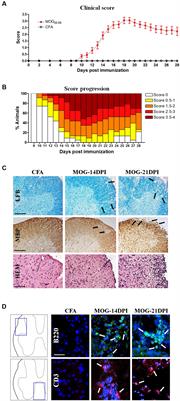 Alterations in CD200-CD200R1 System during EAE Already Manifest at Presymptomatic Stages